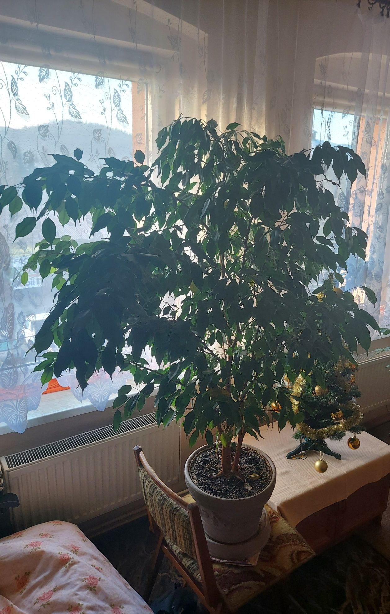 Fikus Benjamin olbrzym!!