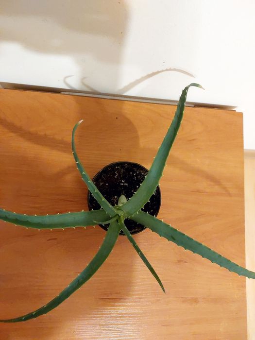 Aloes drzewiasty