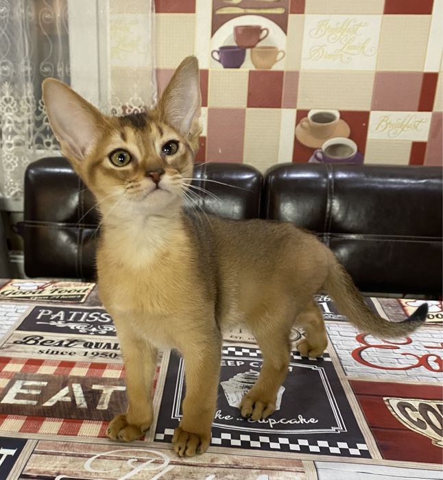 Котики породи Абіссін