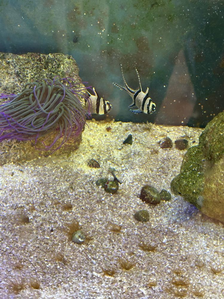 Aquario agua salgada