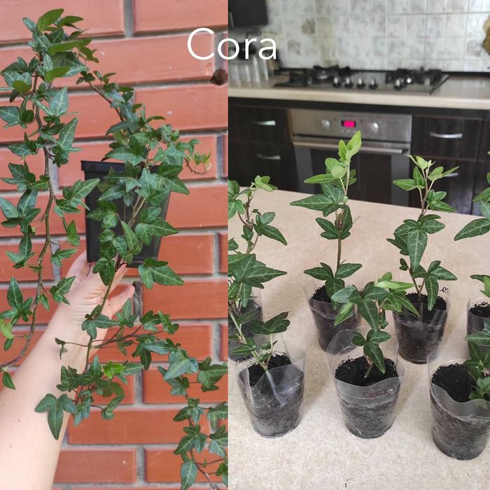 Плющ кімнатний та вуличний 12 сортів