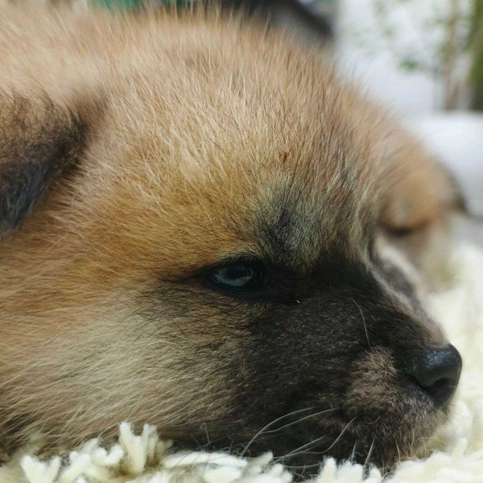 Щенята Акіта іну