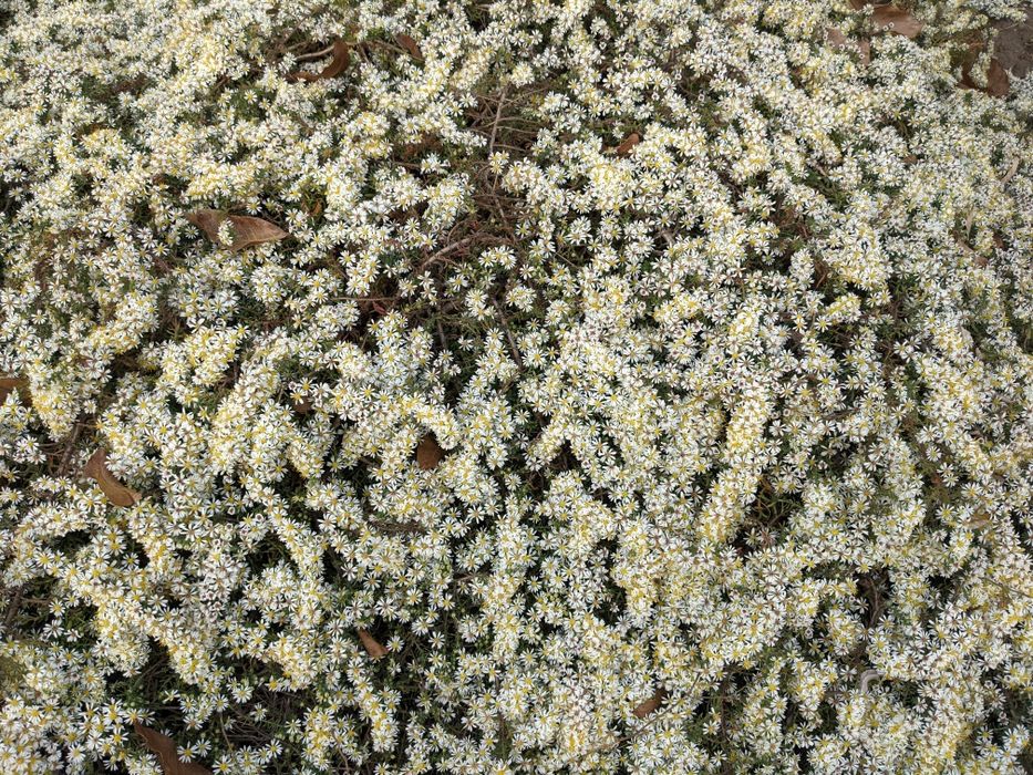 Садовые цветы (сантолина/бересклет/гортензия/лилейники/водные растения