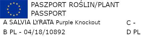 SZAŁWIA Purple Knockout - sadzonki w doniczkach !!