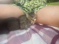 Oddam kotki w dobre ręce