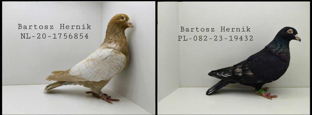 Gołębie pocztowe nietypowe barwy pary Frill Opal Almond