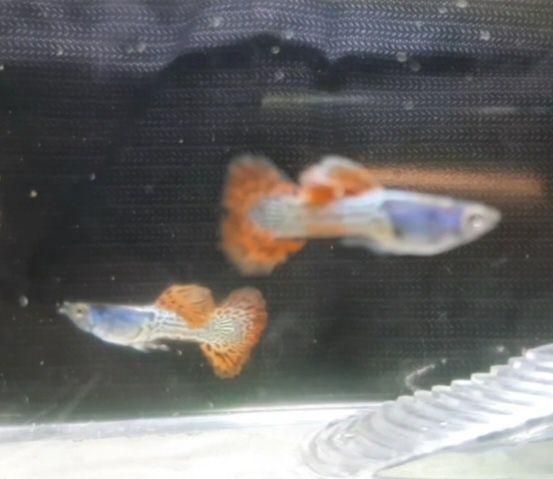 Casal guppy metal red lace