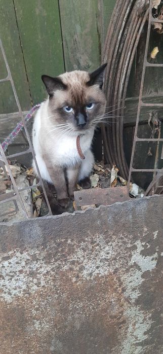 Вязка тайского кота