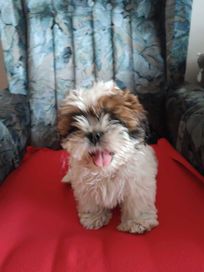 SHIH TZU szczeniak shih tzu