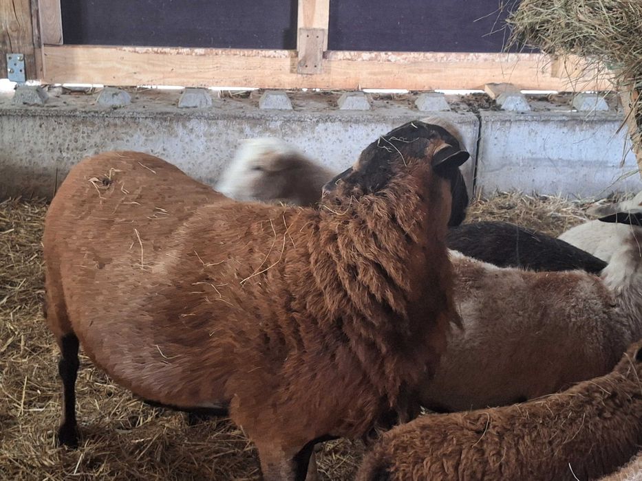 Baran Bergschaft Zamiana