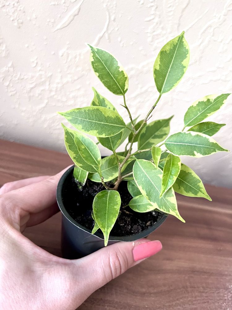 Фикус Кинки, Ficus Kinky, фикус кинки, карликовый фикус