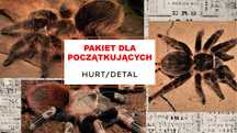 Pakiet 3 ptaszników dla początkujących w cenie 2! Ptasznik Pająk