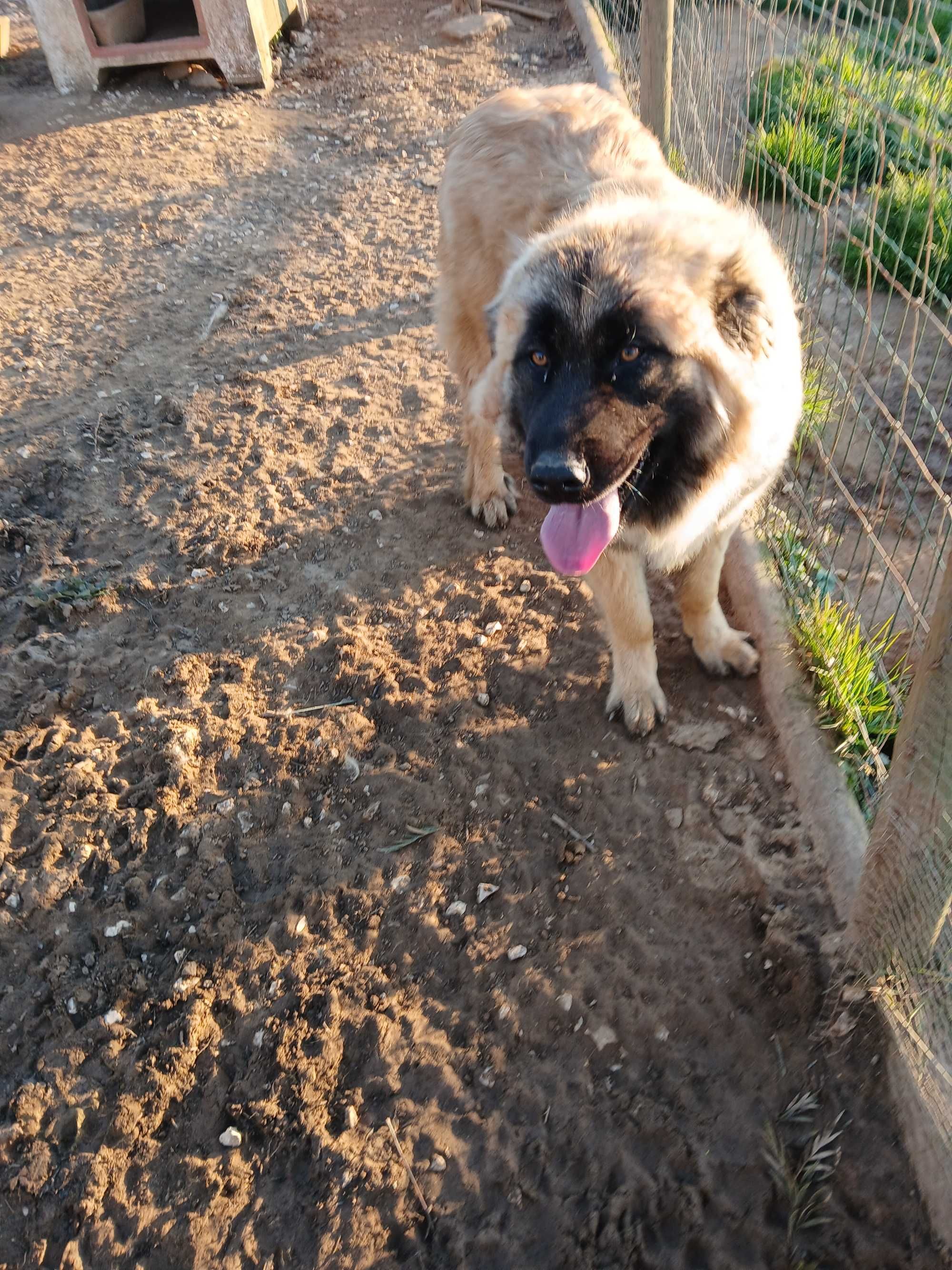 Cão Serra da Estrela de quinta