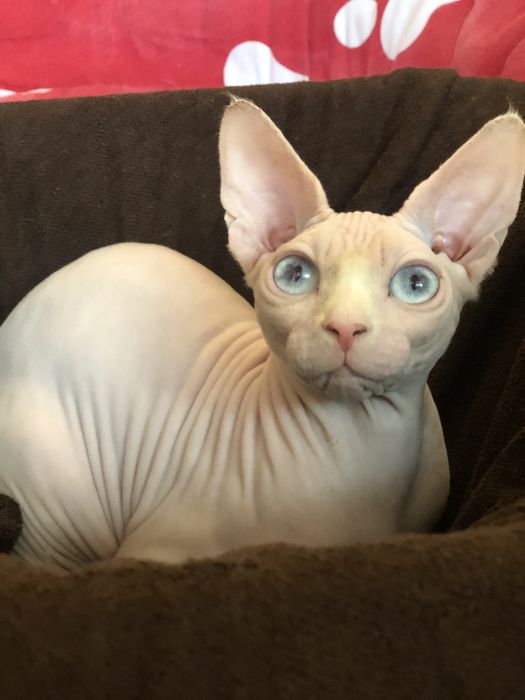 Белая девочка сфинкс