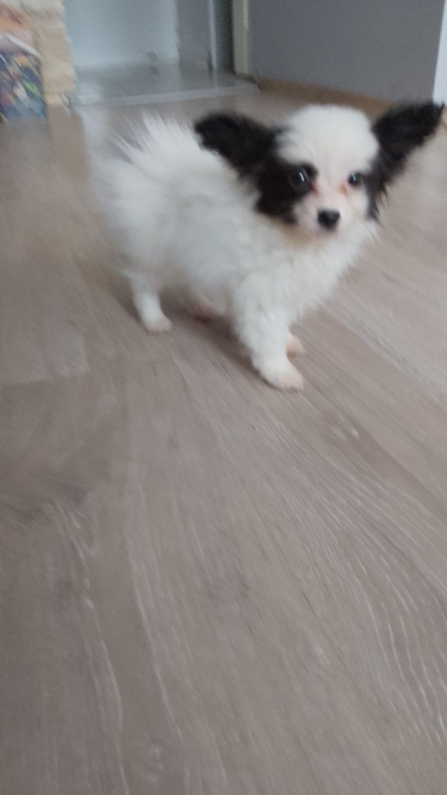 Papillon gotowy do odbioru