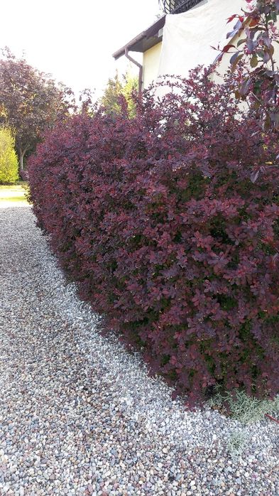 Berberysy, pęcherzyce zielone i bordowe, złotokap, perukowce.
