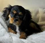 Cavalier king charles spaniel suczka dziewczynka black tan