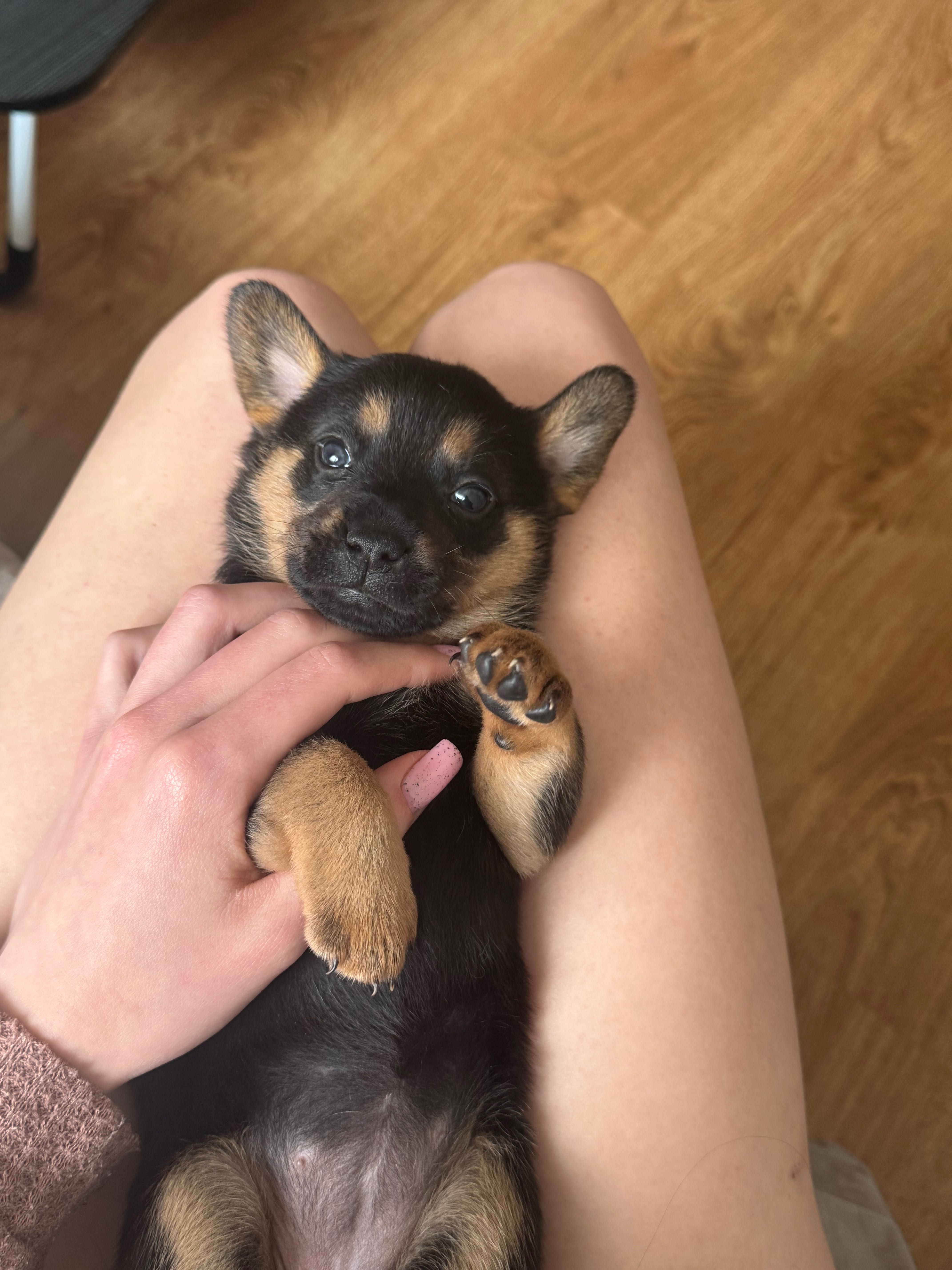 Szczenięta do adopcji