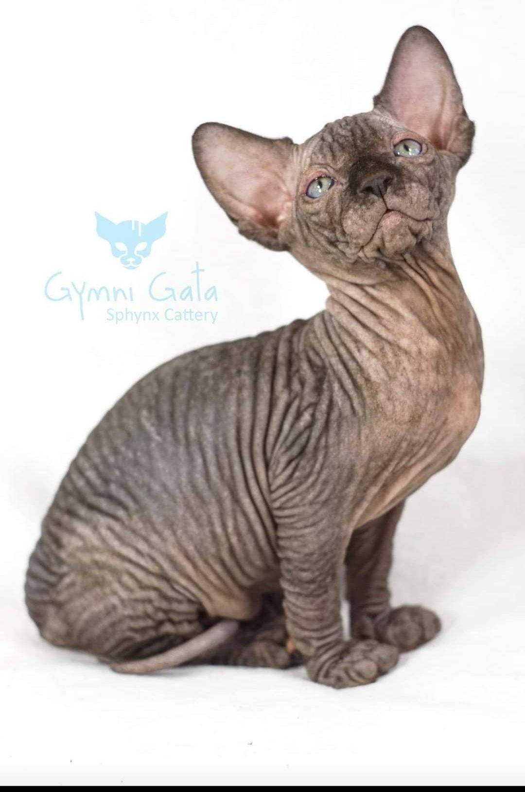 Gymni Gata*PL PLANUJEMY miot L sphynx sfinks