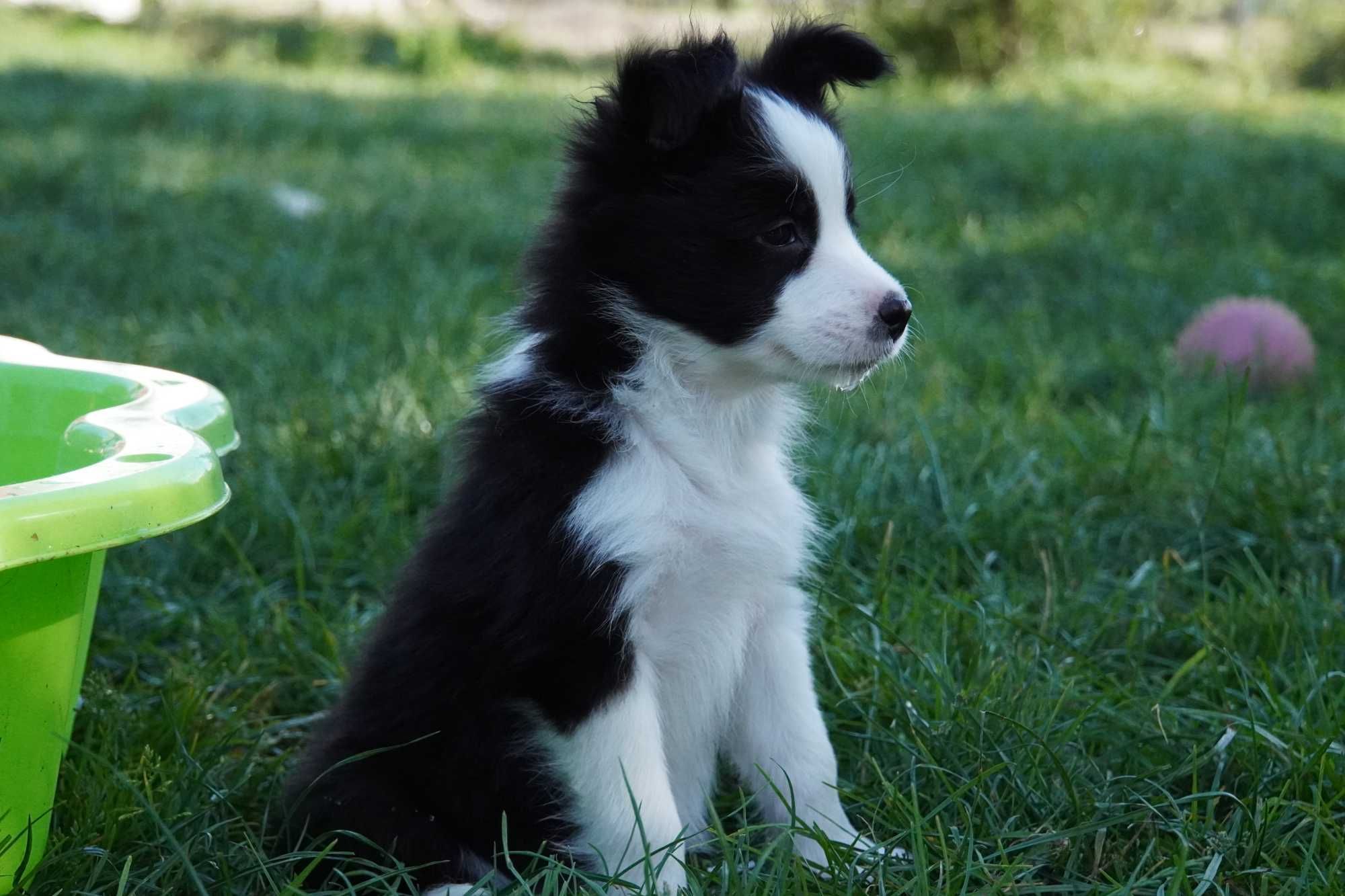 Border Collie  ZKwP / FCI