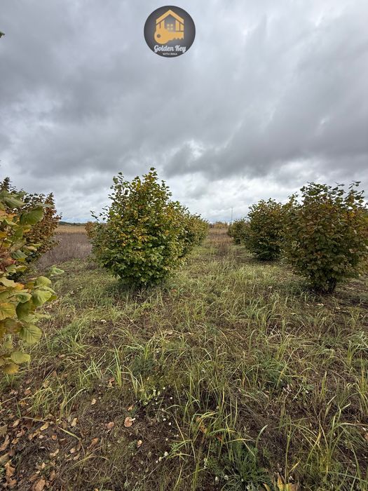 Продам 1.4га під садівництво, засаджено горіхами, бізнес, 40кмКиїв