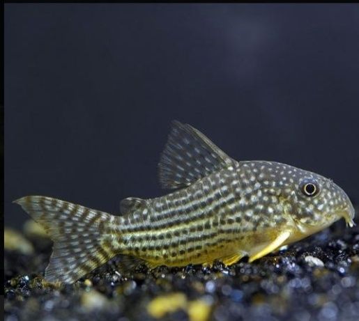 Corydora Jullie/ corydoras sterbai
