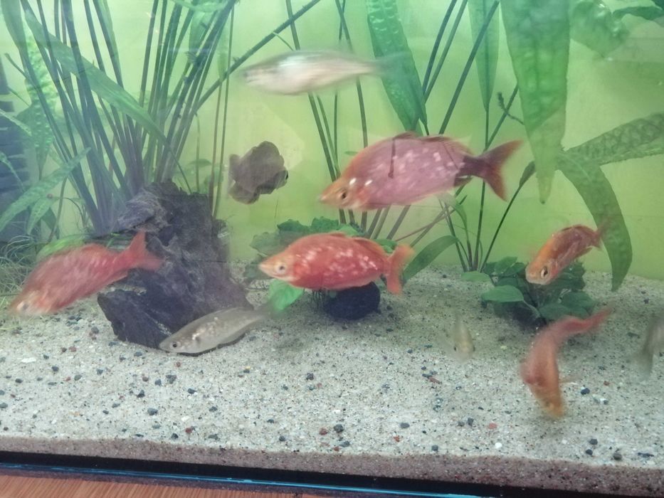 Tęczanka Czerwona (Glossolepis incisus)