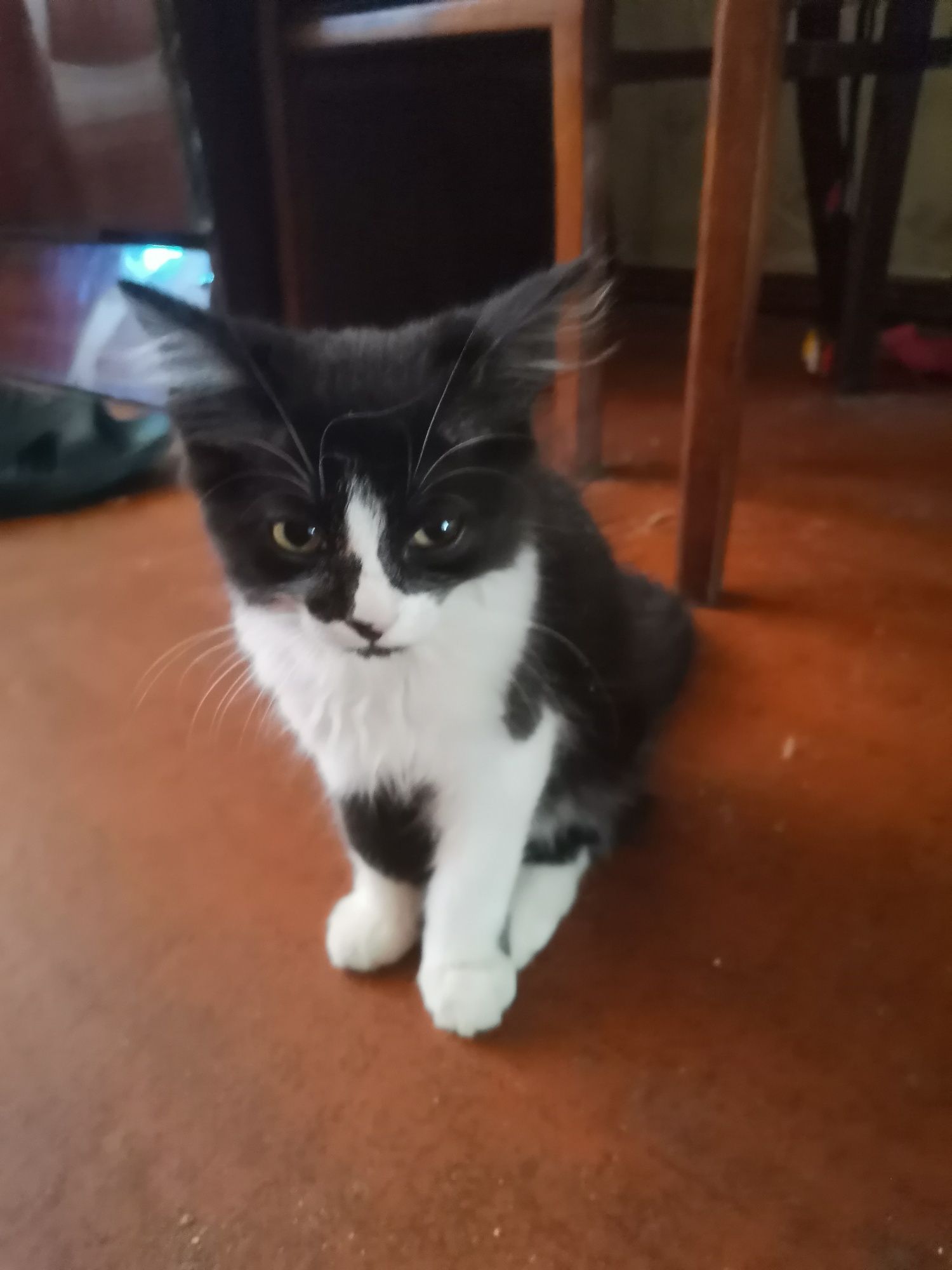 Котик в Добрі руки.