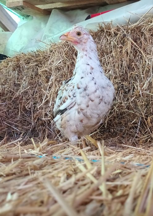 Garnizos para Criação