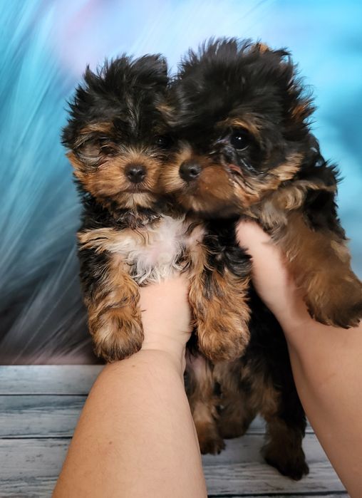 Продаж чарівніх йорков