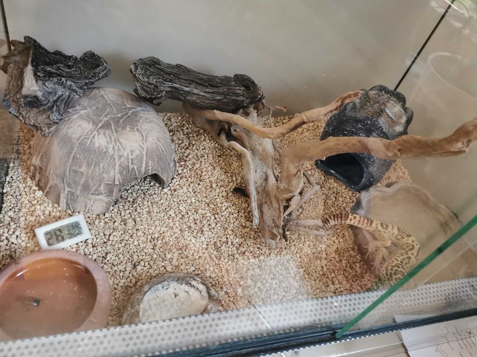 gekon lamparci z terrarium