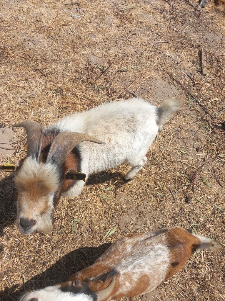 Cabras e bode raça anã para venda ou troca