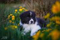 Border Collie FCI