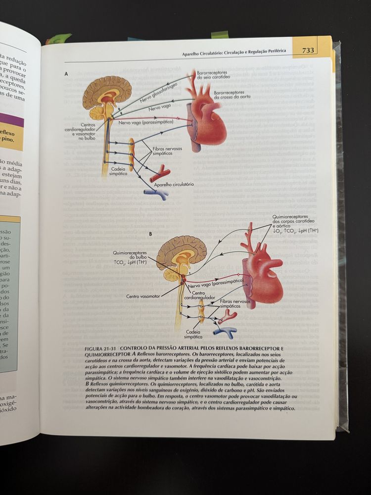 Livro de Anatomia & Fisiologia - Seeley, Stephens e Tate
