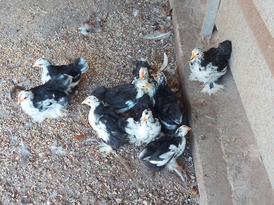 Galinhas de Pequim