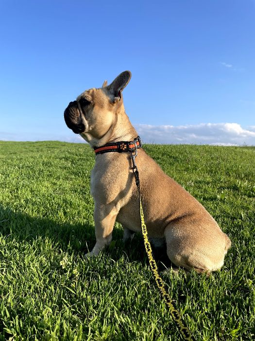 Французький бульдог для в'язки