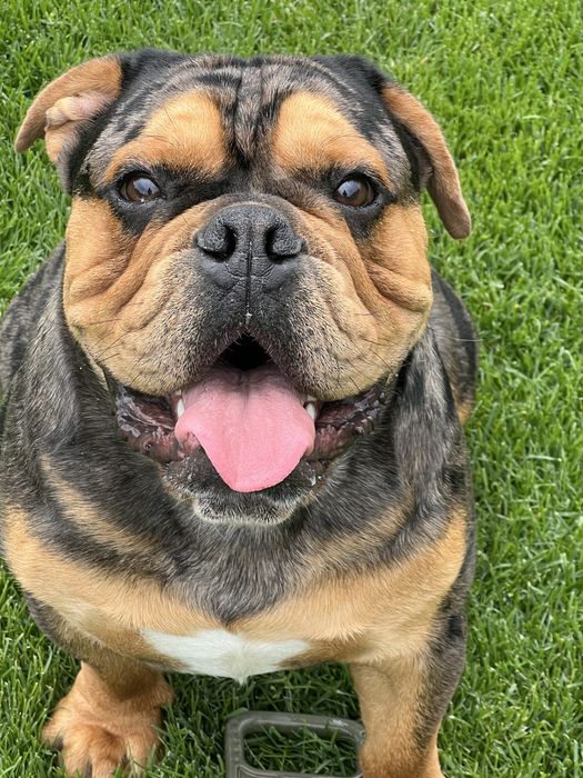 Англійский бульдог шукае люблячу сімью