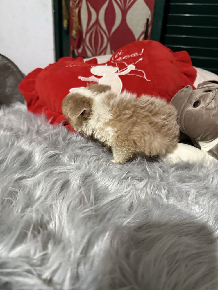 Lindo menino chihuahua pêlo longo