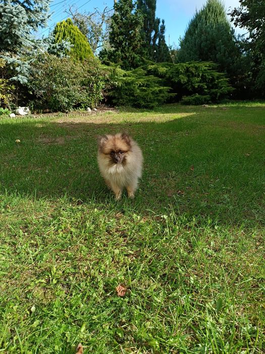 Szczeniak Szpic Pomeranian miniaturowy (chłopak)