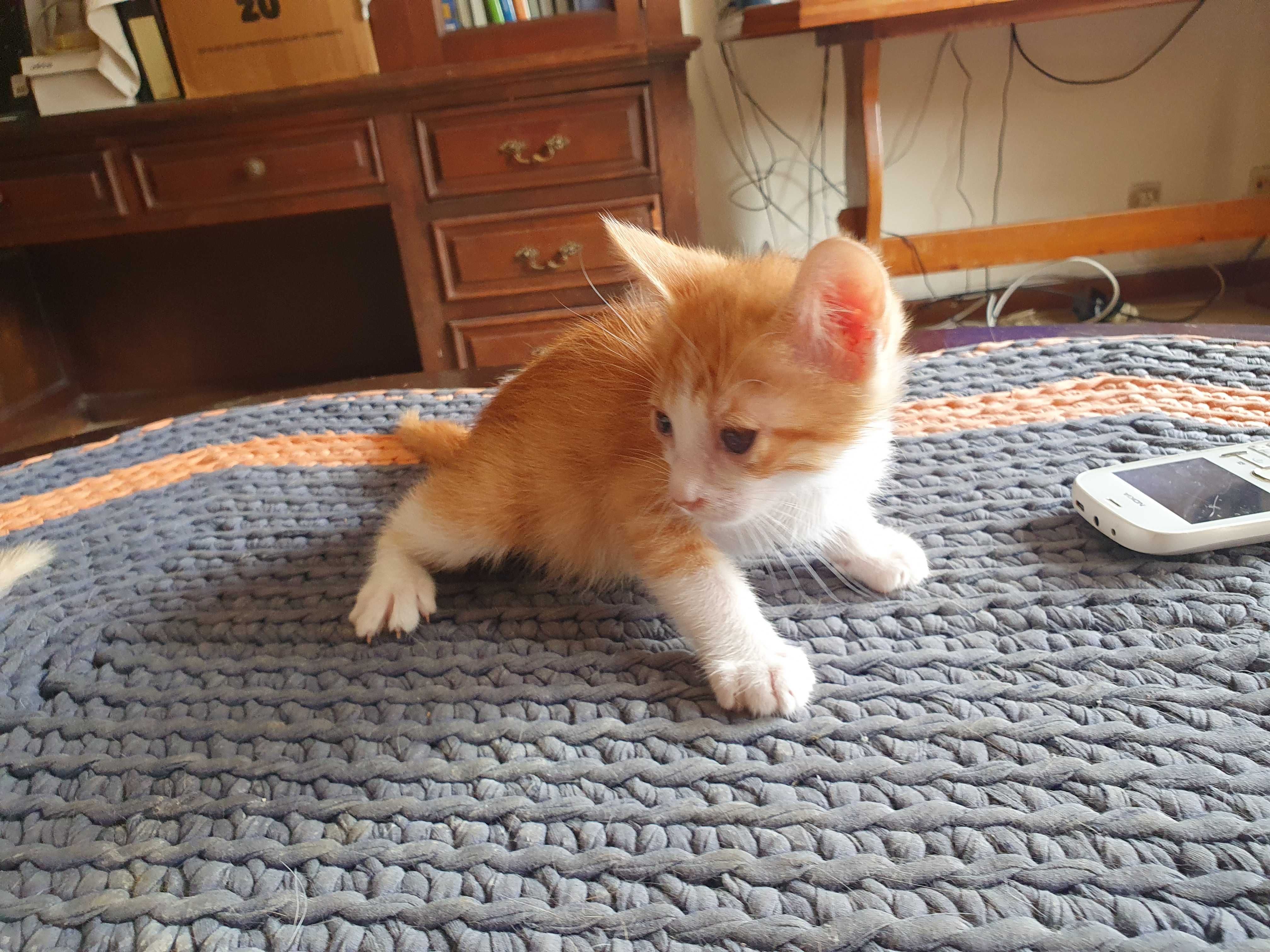 Gatinhos para adopção responsável