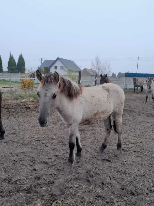 Klacz rasy konik polski