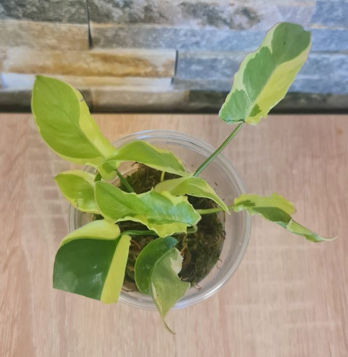 Philodendron Burle Marx lava var.