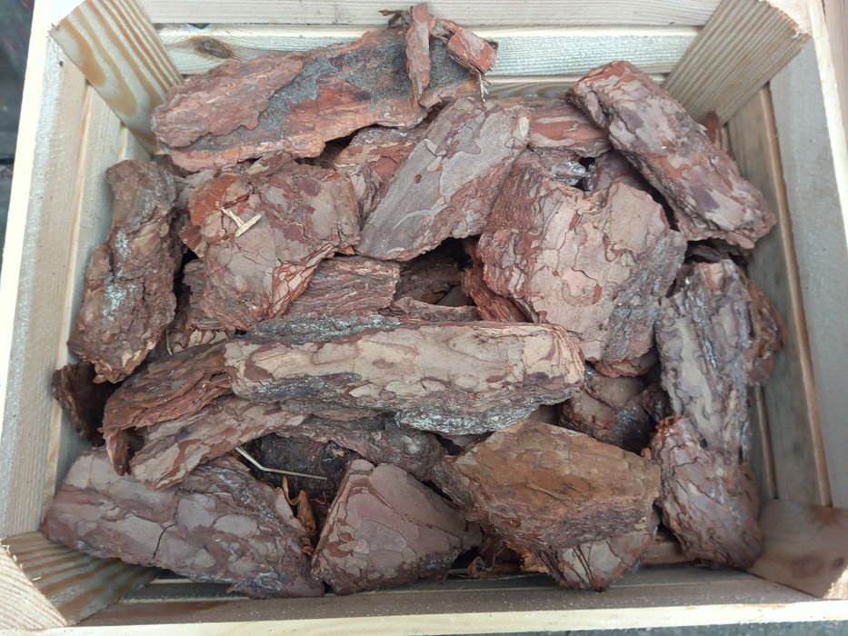 Tuja Szmaragd 110-125cm