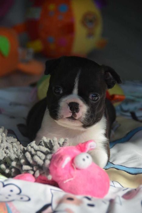 BOSTON TERRIER , Terra platino , samiec RAYAN, ZKwP/FCI