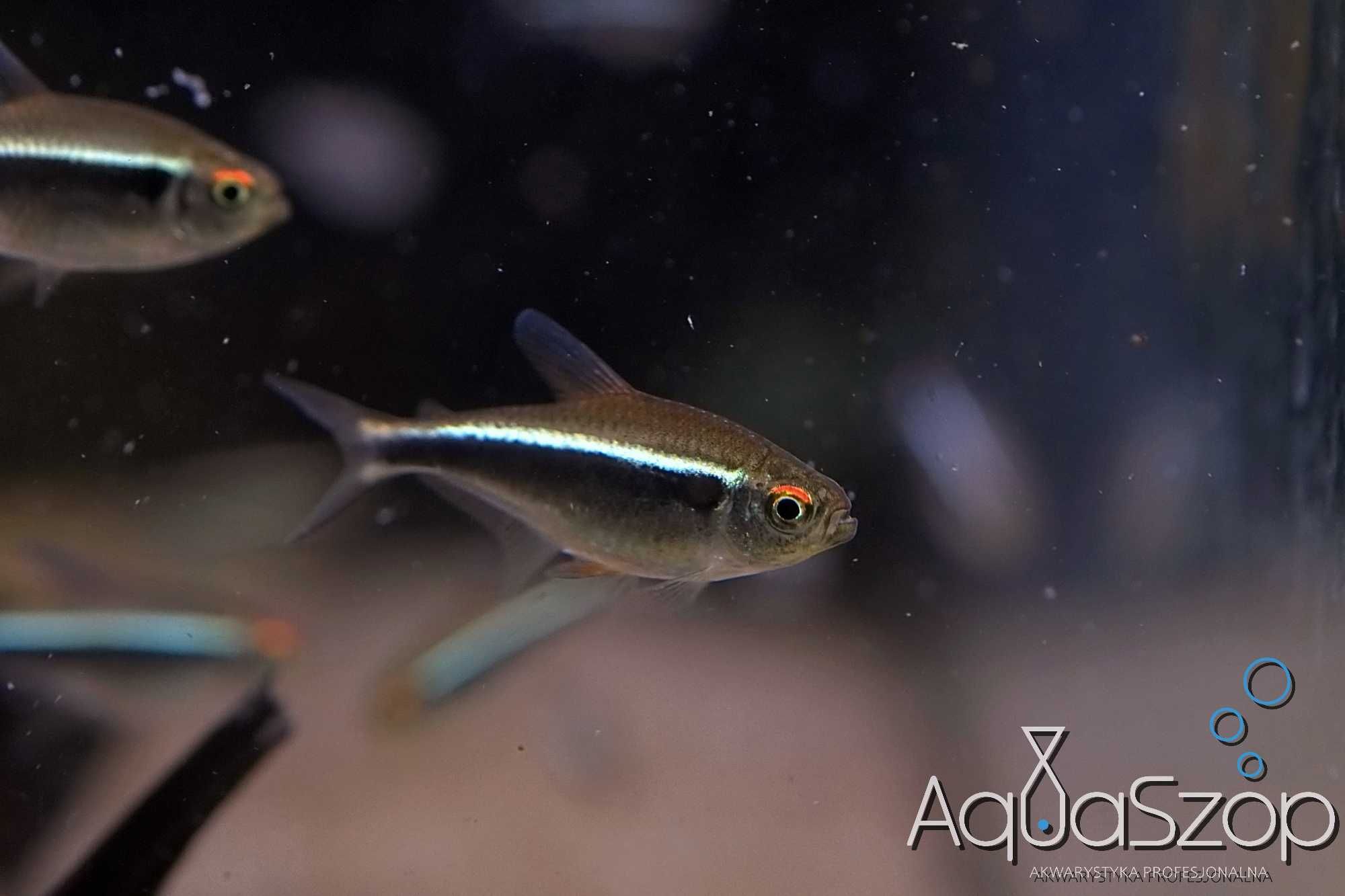 Neon Czarny ( Hyphessobrycon herbertaxelrodii ) - AQUASZOP
