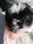 Shih tzu miniaturka