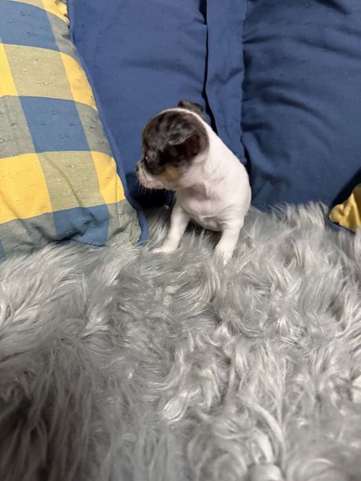 Menino Chihuahua merle tri color