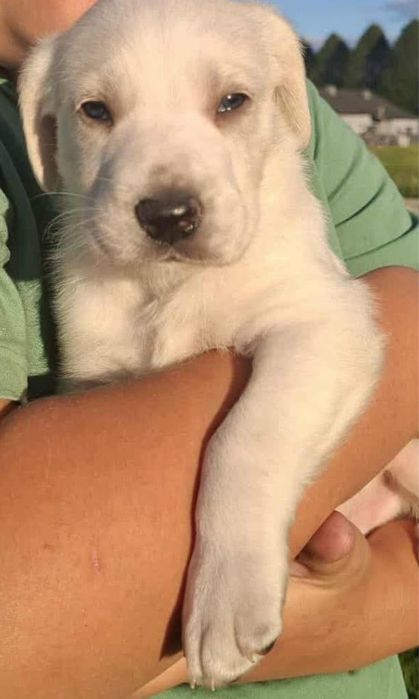 Trzy maluchy do adopcji