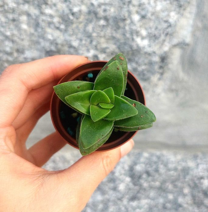 Suculentas 1€ cada