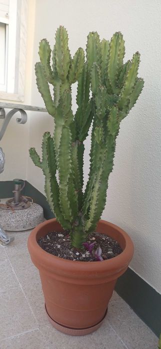 Cacto euphorbia com 1 metro altura e 40cm largura